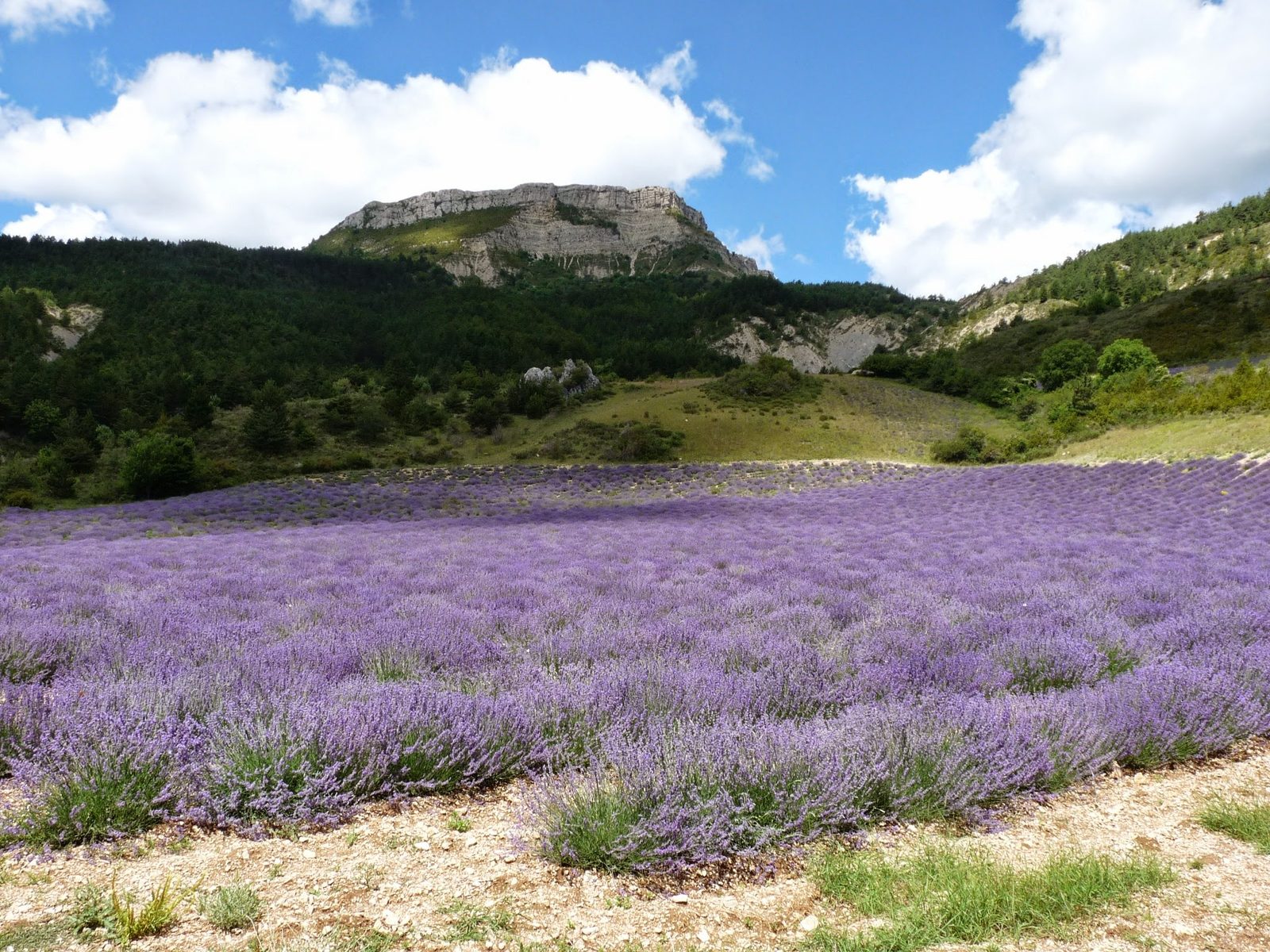 Champ de lavande en fleur